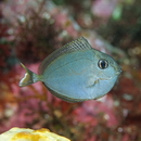 Naso brevirostris (Cuvier, 1829)