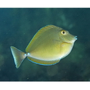 Naso unicornis (Forsskal, 1775)