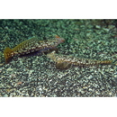 Diplogrammus xenicus (Jordan et Thompson, 1914)