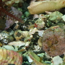 Neosynchiropus ijimae (Jordan et Thompson, 1914)