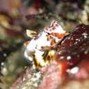 Neosynchiropus ocellatus (Pallas, 1770)