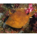 Stephanolepis cirrhifer (Temminck et Schlegel, 1850)