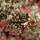 Rudarius ercodes Jordan et Fowler, 1902