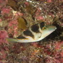 Canthigaster axiologa Whitley, 1931