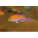 Pseudanthias bicolor (Randall, 1979)