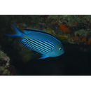 Genicanthus watanabei (Yasuda et Tominaga, 1970)