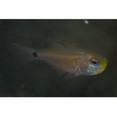 Taeniamia macroptera (Cuvier, 1828)