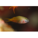 Chromis katoi Iwatsubo et Motomura, 2018