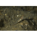 Ctenogobiops mitodes Randall, Shao et Chen, 2007