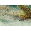Fusigobius neophytus (Gunther, 1877)