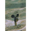 Parkraemeria saltator Suzuki et Senou, 2013