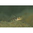 Gobiidae, indeterminate genus et species