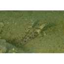 Vanderhorstia wayag Allen et Erdmann, 2012