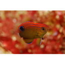 Pomacentrus bankanensis Bleeker, 1853