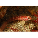 Eviota toshiyuki Greenfield et Randall, 2010