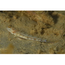 Vanderhorstia sp. 2 of Suzuki et Shibukawa (2004)