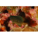 Plectroglyphidodon lacrymatus (Quoy et Gaimard, 1825)