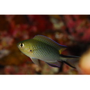 Pomachromis richardsoni (Snyder, 1909)