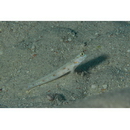 Vanderhorstia wayag Allen et Erdmann, 2012