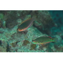 Cirrhilabrus lyukyuensis Ishikawa, 1904