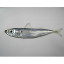 Scomber japonicus Houttuyn, 1782