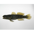 Tridentiger trigonocephalus (Gill, 1859)