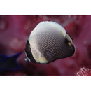 Chaetodon reticulatus Cuvier, 1831