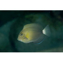 Acanthurus maculiceps (Ahl, 1923)