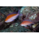 Pseudanthias bicolor (Randall, 1979)