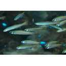 Ptereleotris zebra (Fowler, 1938)