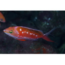 Sacura margaritacea (Hilgendorf, 1879)