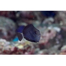 Acanthurus mata (Cuvier, 1829)