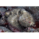 Scorpaenopsis neglecta Heckel, 1837