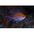 Pseudanthias bicolor (Randall, 1979)