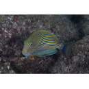 Acanthurus lineatus (Linnaeus, 1758)