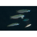 Ptereleotris zebra (Fowler, 1938)