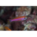 Luzonichthys taeniatus Randall et McCosker, 1992