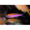 Luzonichthys taeniatus Randall et McCosker, 1992