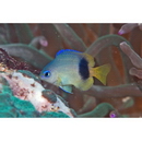 Plectroglyphidodon johnstonianus Fowler et Ball, 1924