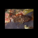 Scorpaenodes sp