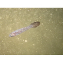 Pseudamia gelatinosa Smith, 1955