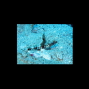 Flabelligobius smithi Chen et Fang, 2003