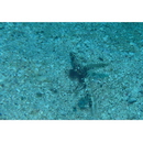 Flabelligobius smithi Chen et Fang, 2003