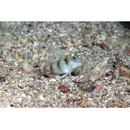 Vanderhorstia kizakura Iwata, Shibukawa et Ohnishi, 2007