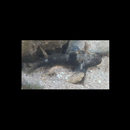 Bathygobius cyclopterus (Valenciennes, 1837)