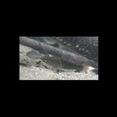 Eleotris acanthopoma Bleeker, 1853