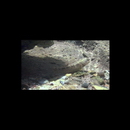 Eleotris acanthopoma Bleeker, 1853