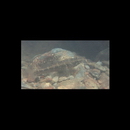 Eleotris acanthopoma Bleeker, 1853