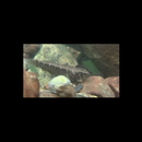 Eleotris acanthopoma Bleeker, 1853