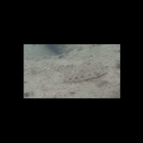 Oligolepis acutipennis (Valenciennes, 1837)